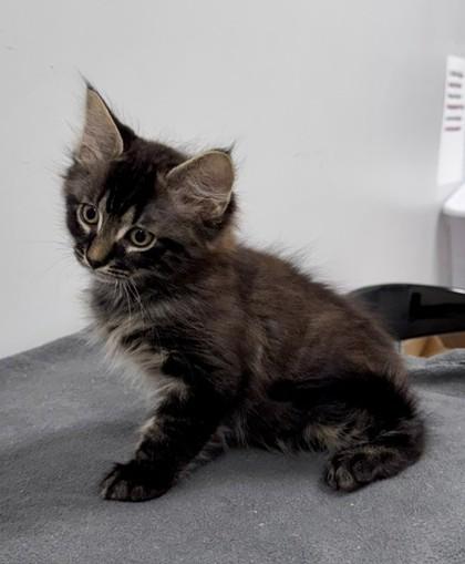 Enlarge Lunes, a Adoptable Domestic Short Hair in Bishop, GA image 2/2