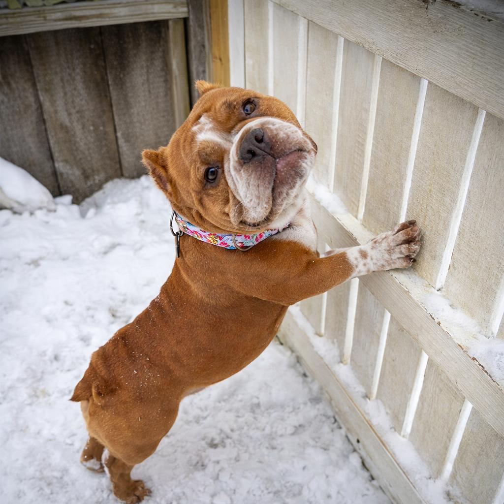 Rosie, Adoptable, Adult Female English Bulldog & Mixed Breed.