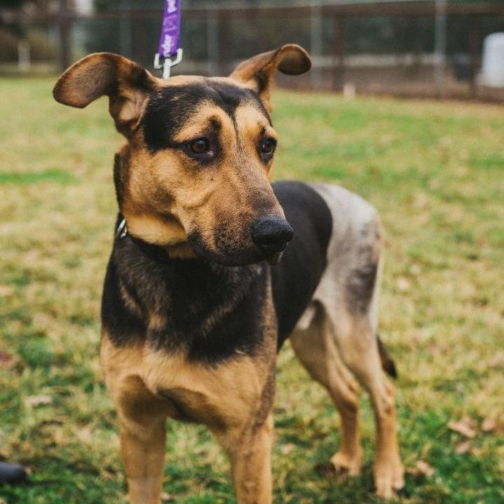 Rin Tin Tin, a Adoptable German Shepherd Dog in Wilton, CA image 1/5