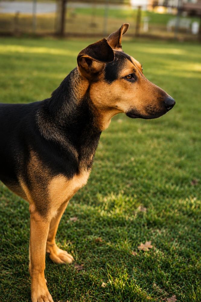 Enlarge Rin Tin Tin, a Adoptable mixed breed in Wilton, CA image 2/3