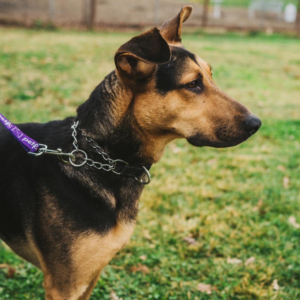 Rin Tin Tin, Adoptable, Young Male German Shepherd Dog.
