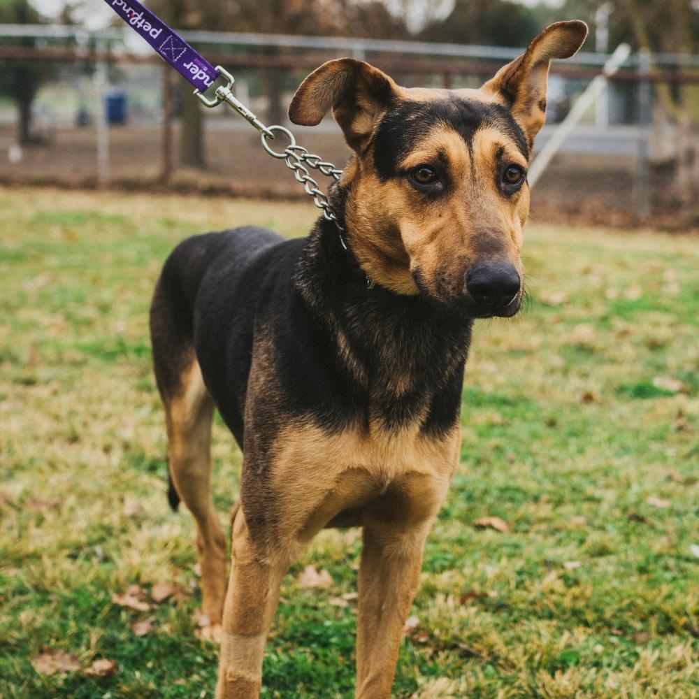 Rin Tin Tin, a Adoptable German Shepherd Dog in Wilton, CA image 3/5
