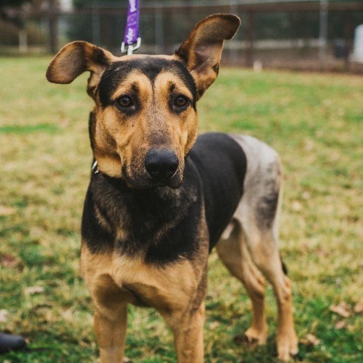 Rin Tin Tin, a Adoptable German Shepherd Dog in Wilton, CA image 5/5