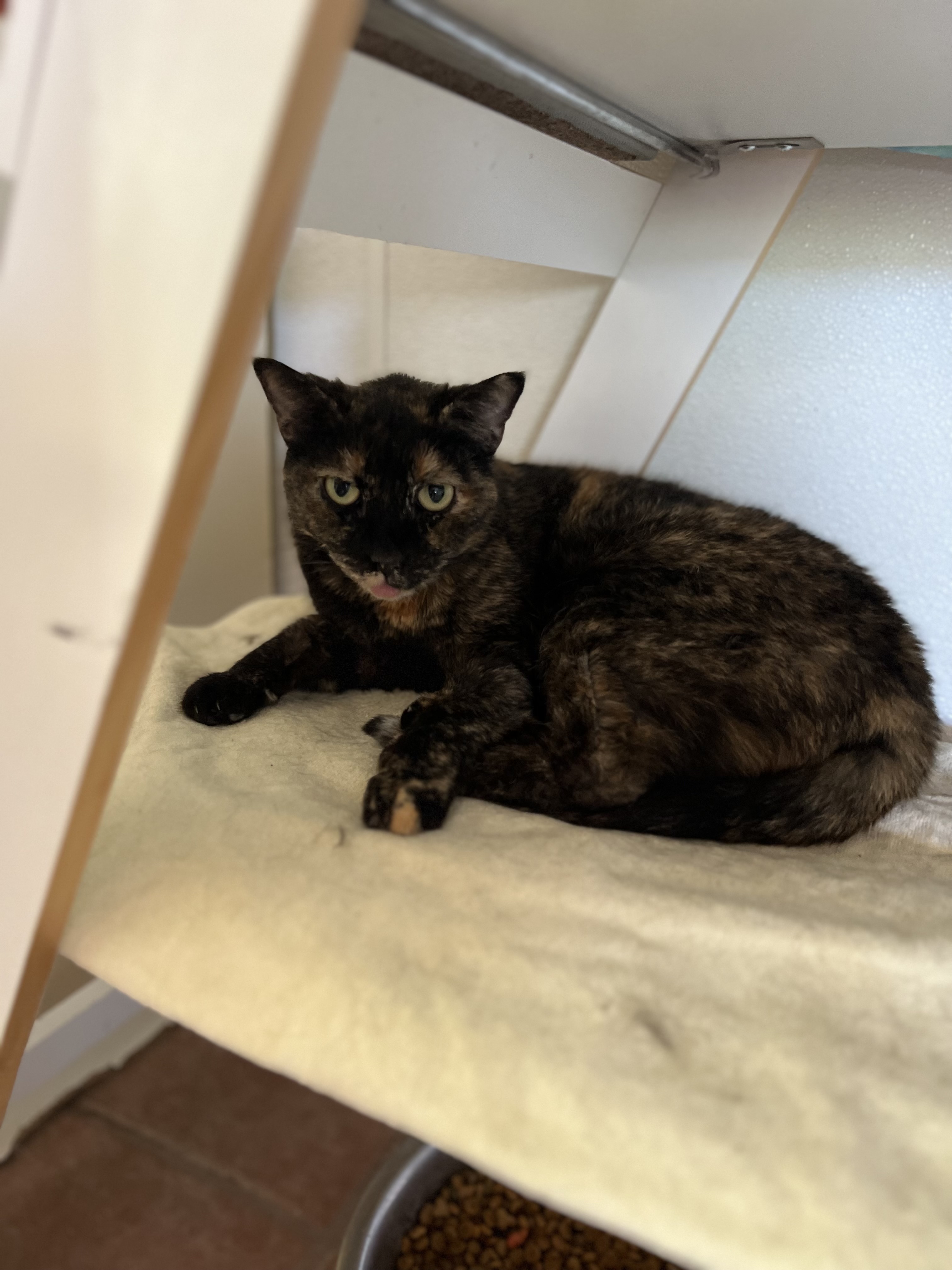 Robyn, a Adoptable Domestic Short Hair in El Paso, TX image 1/3