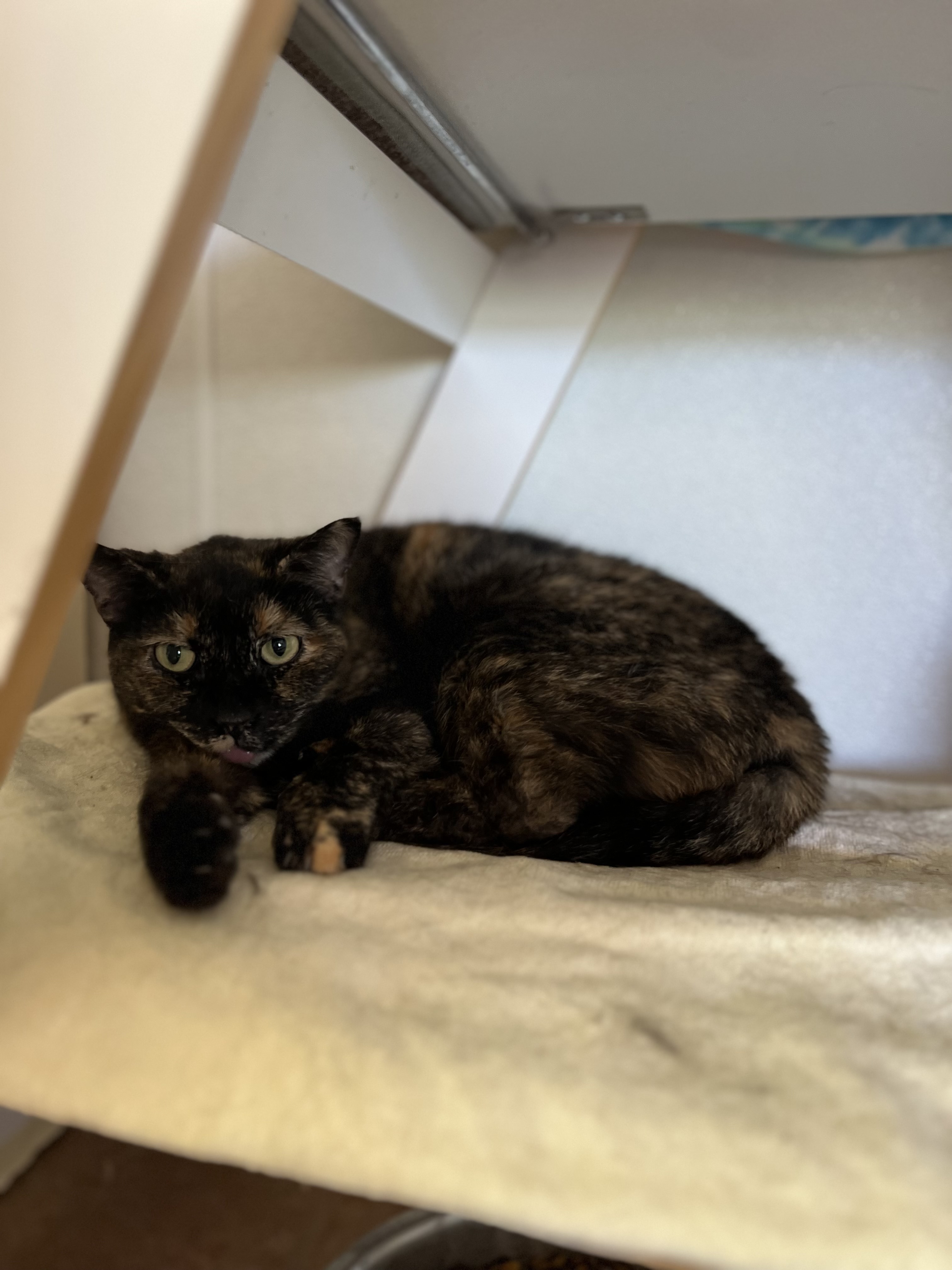 Robyn, a Adoptable Domestic Short Hair in El Paso, TX image 2/3