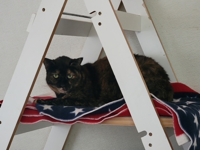 Robyn, a Adoptable Domestic Short Hair in El Paso, TX image 3/3