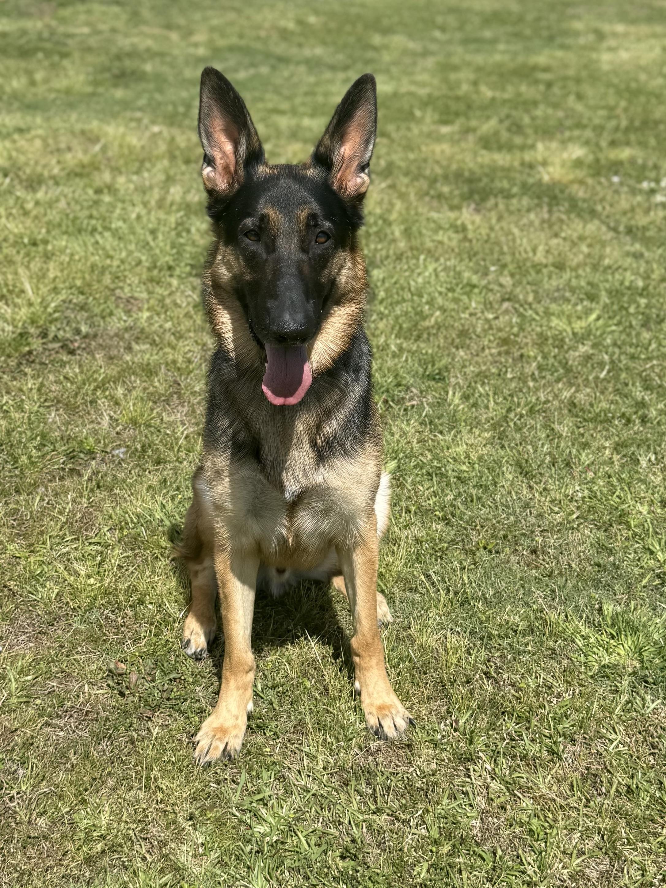 Simon, ADOPTABLE, Adult Male German Shepherd Dog.