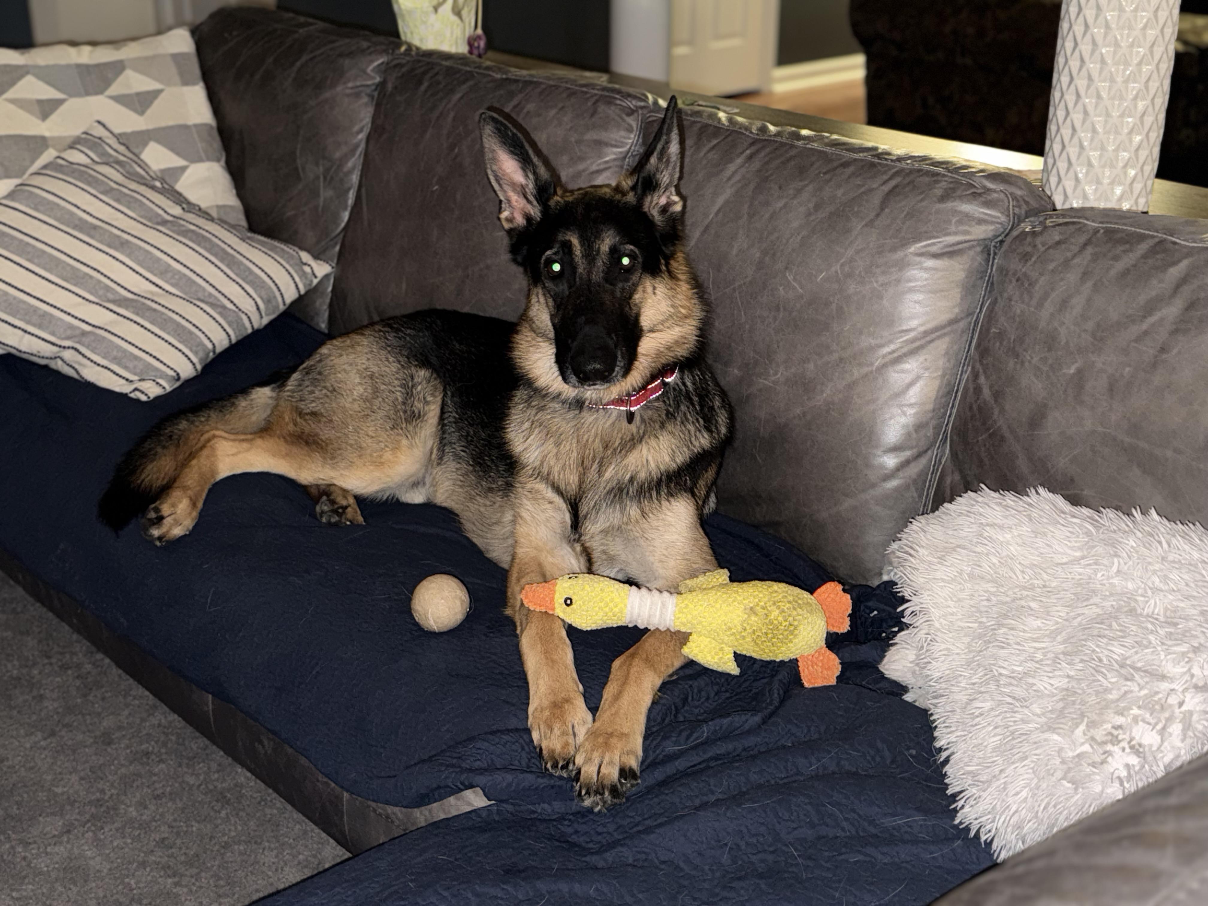 Simon, a ADOPTABLE German Shepherd Dog in Conway, SC image 2/3