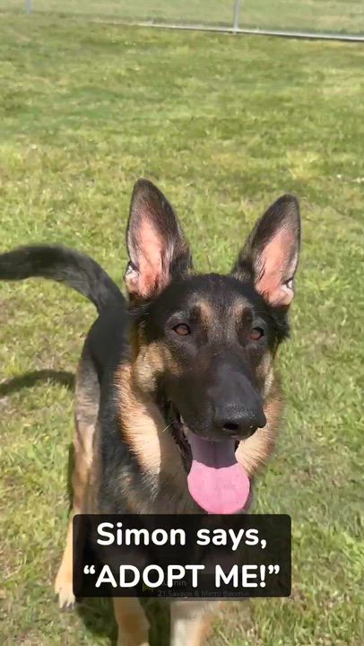 Enlarge Simon, a ADOPTABLE German Shepherd Dog in Conway, SC video 3/3