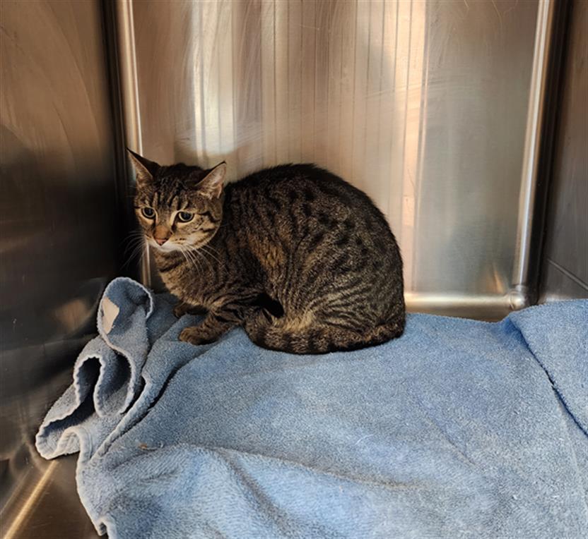 LUNA, Adoptable, Adult Female Domestic Short Hair.