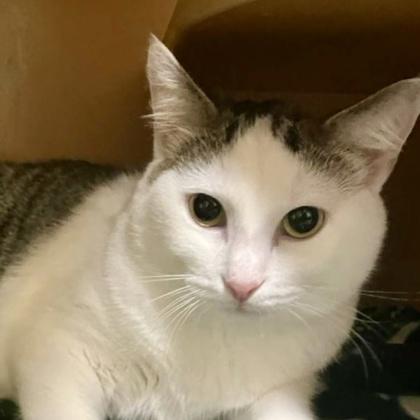 Enlarge CeeCee, a Adoptable mixed breed in Burlington, WA image 1/1