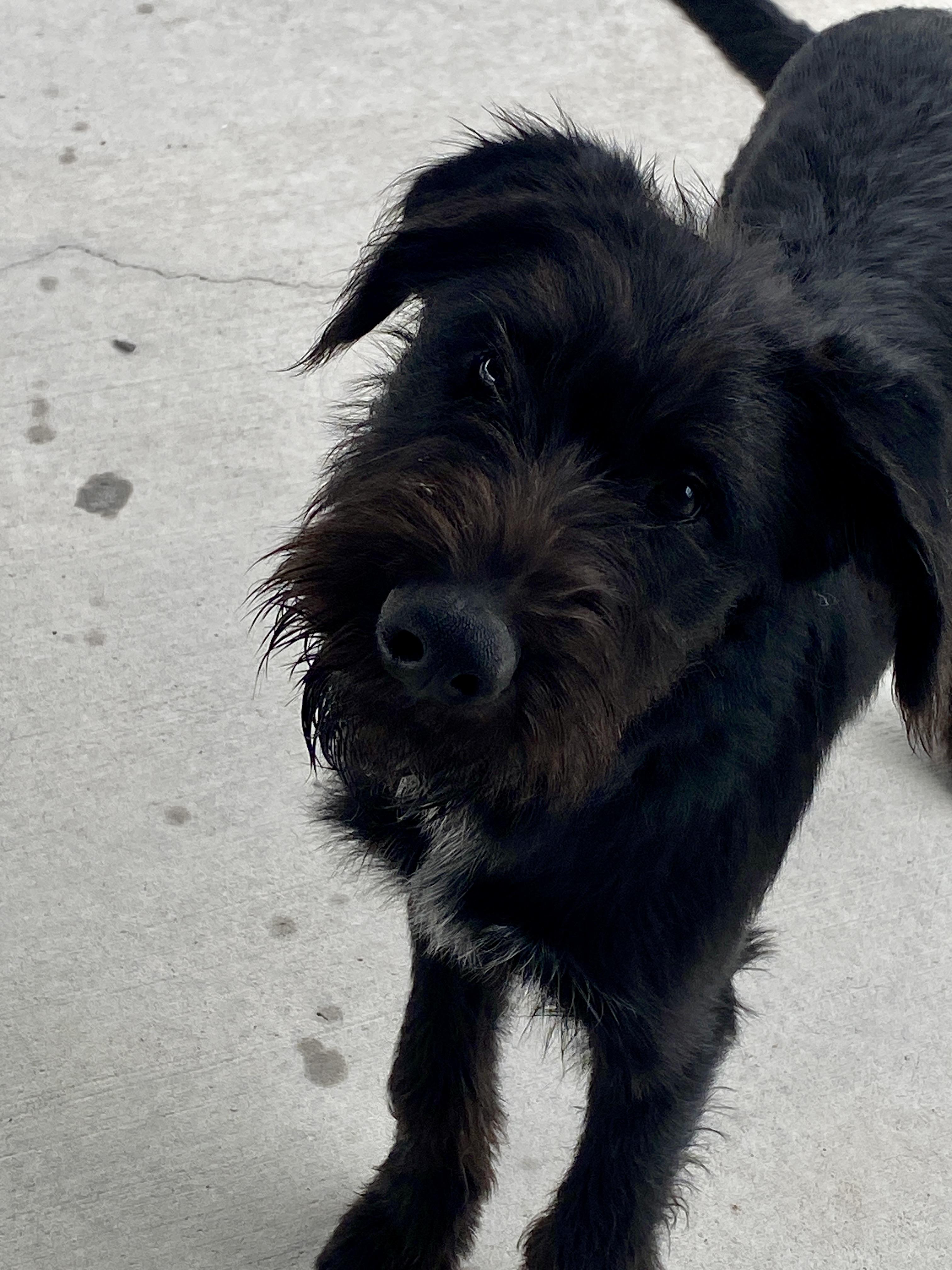 'Scrappy, adopted, Young Male Labradoodle & Wirehaired Terrier.