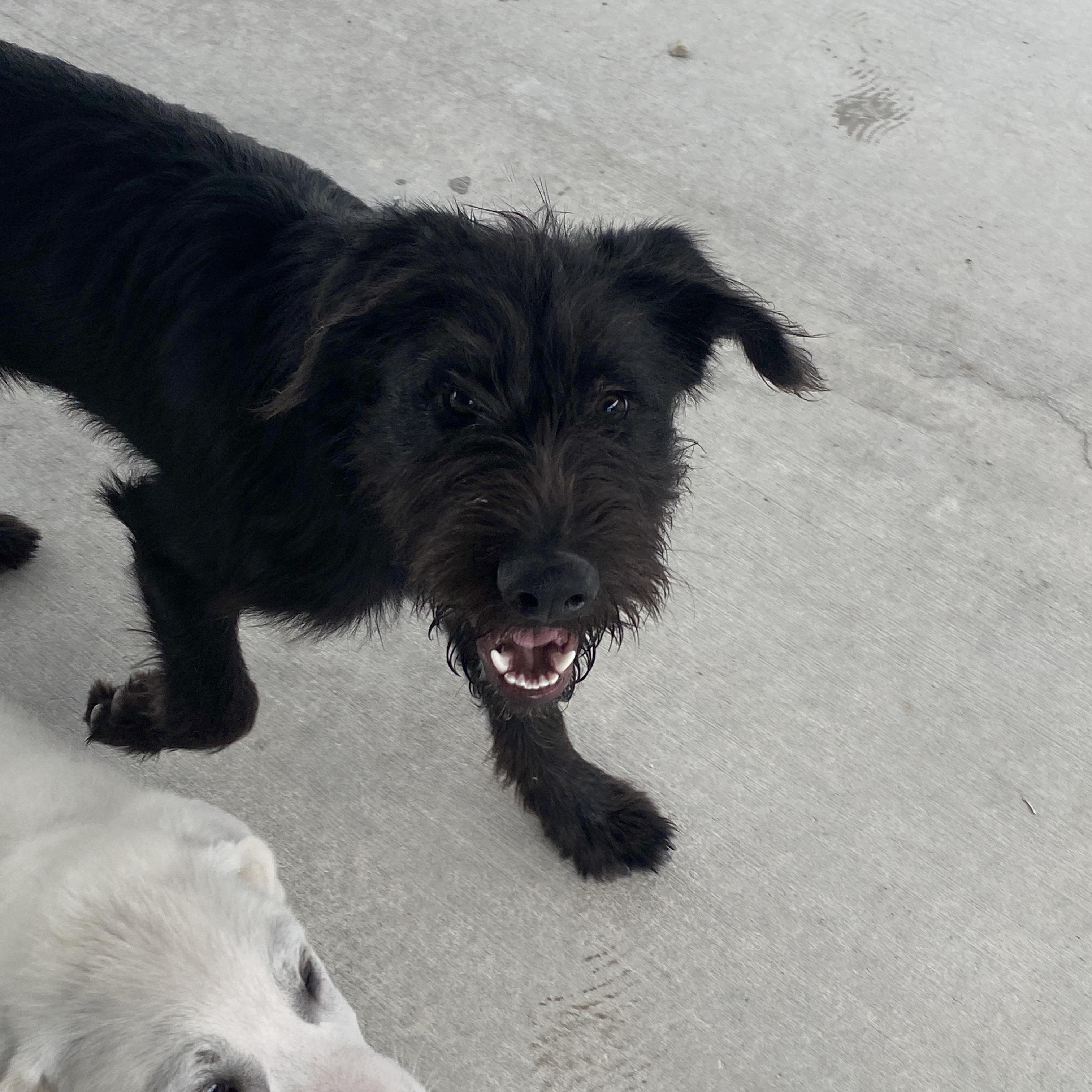 Enlarge 'Scrappy, a ADOPTABLE mixed breed in Stormville, NY image 2/6