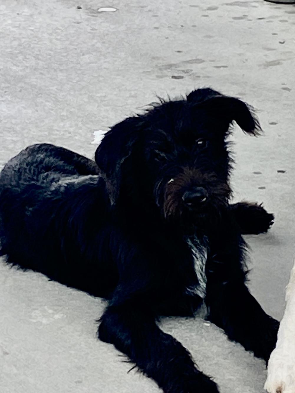 Enlarge 'Scrappy, a ADOPTABLE mixed breed in Stormville, NY image 4/6