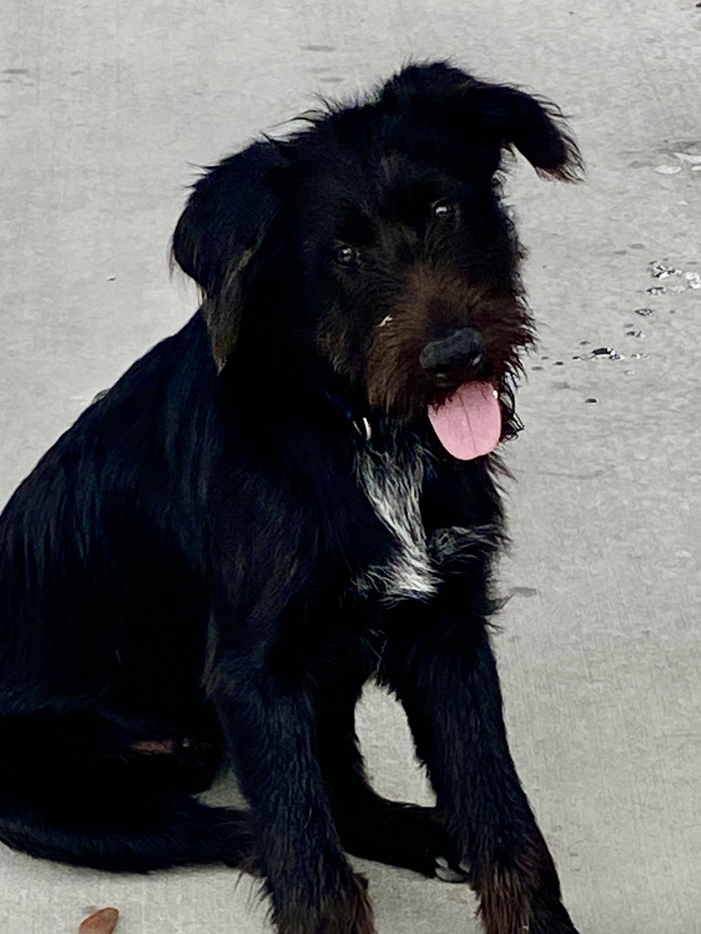 Enlarge 'Scrappy, a ADOPTABLE mixed breed in Stormville, NY image 3/6