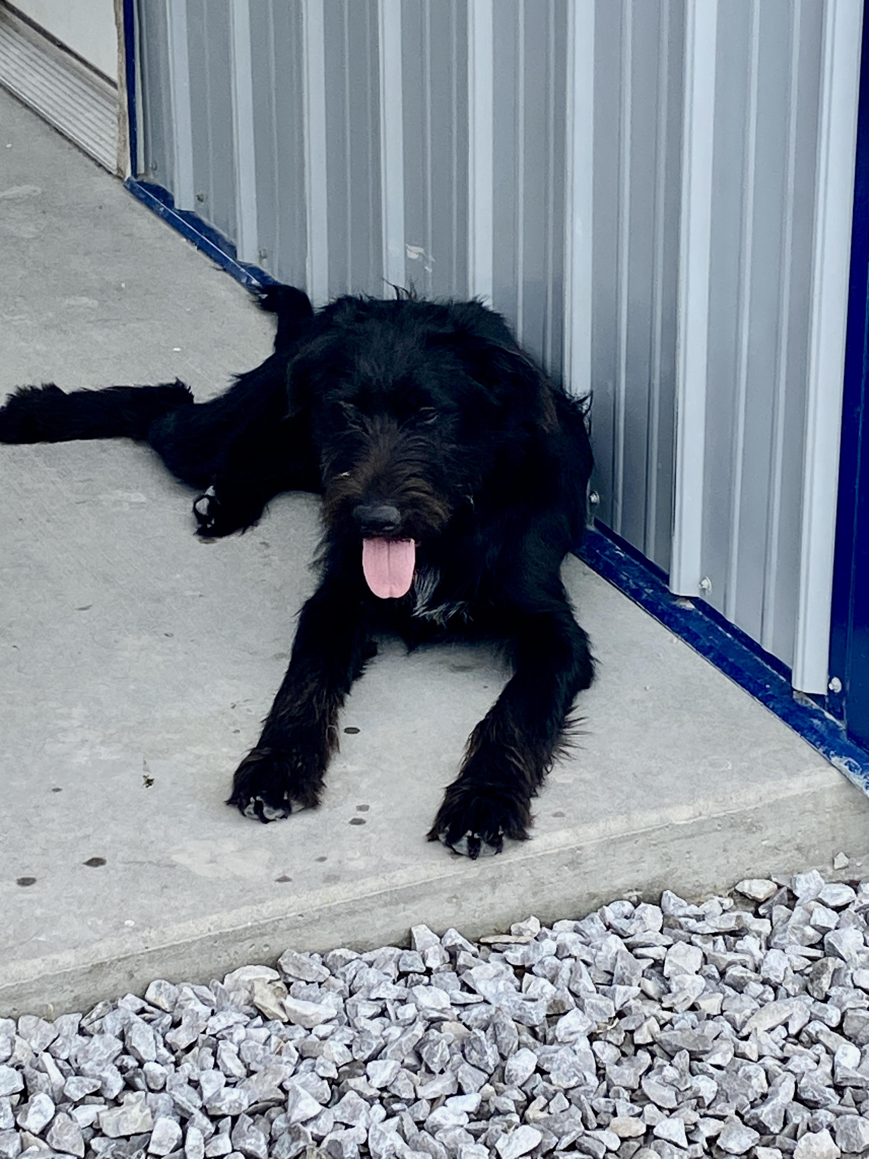 'Scrappy, ADOPTABLE, Young Male Labradoodle & Wirehaired Terrier.