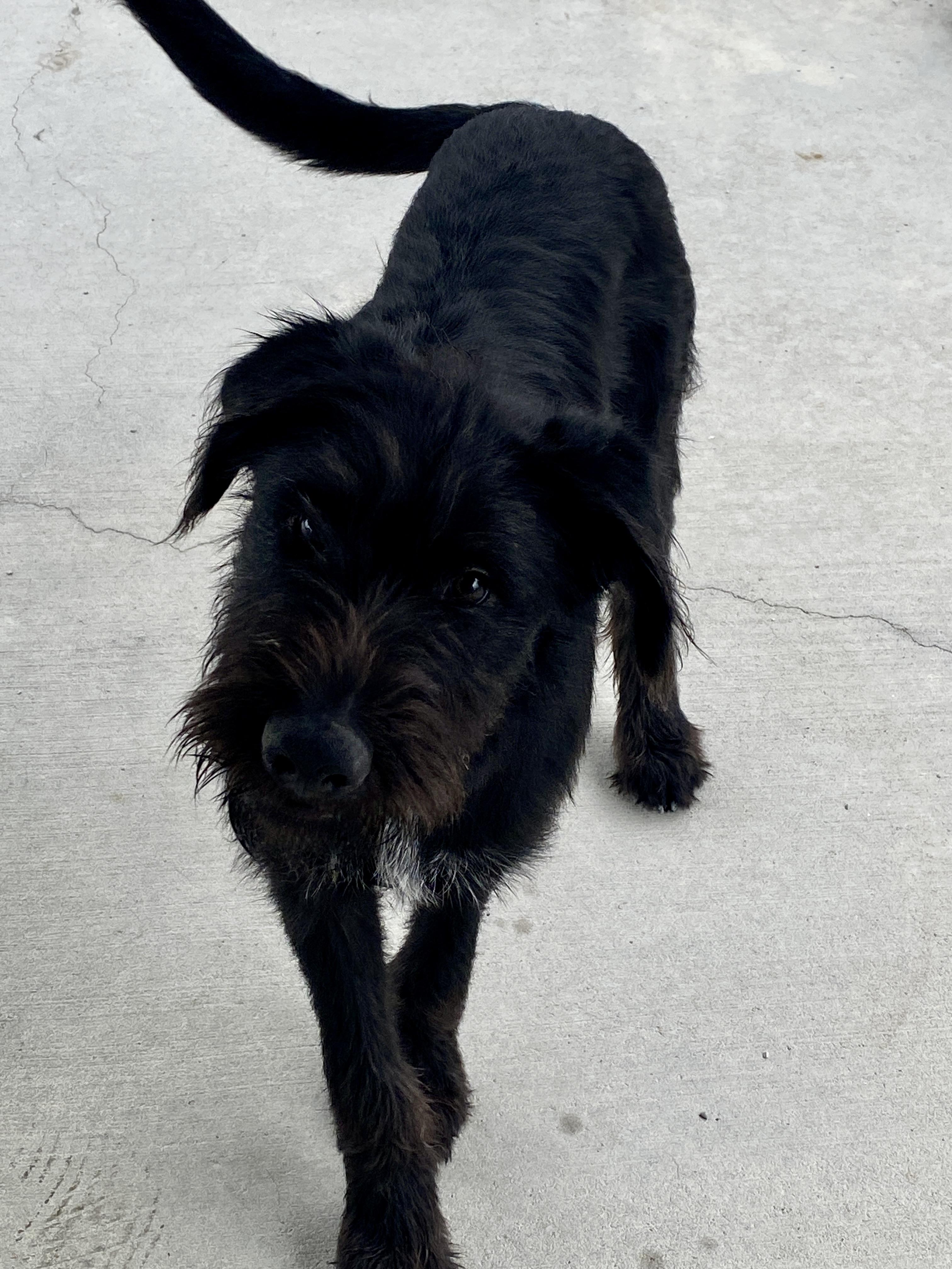 Enlarge 'Scrappy, a ADOPTABLE mixed breed in Stormville, NY image 6/6