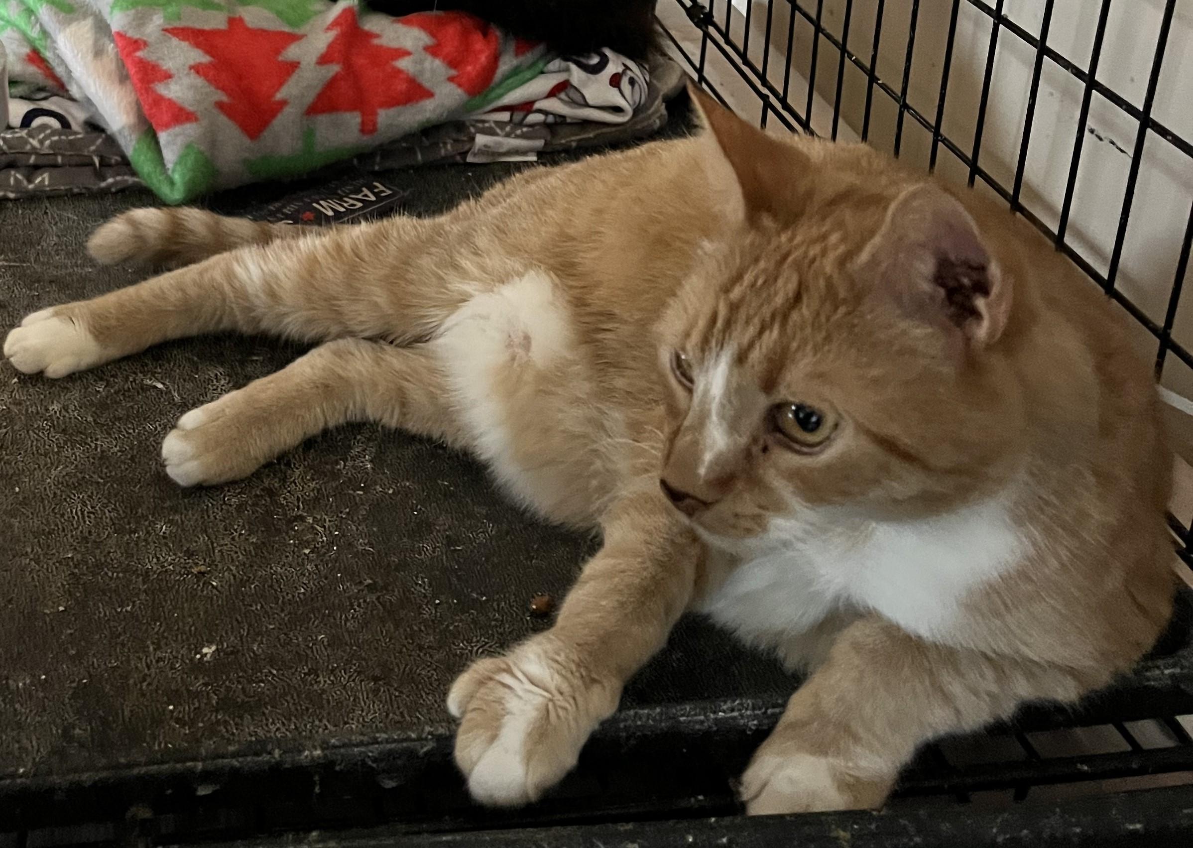 Storm Kitty, Adoptable, Senior Male Domestic Short Hair.