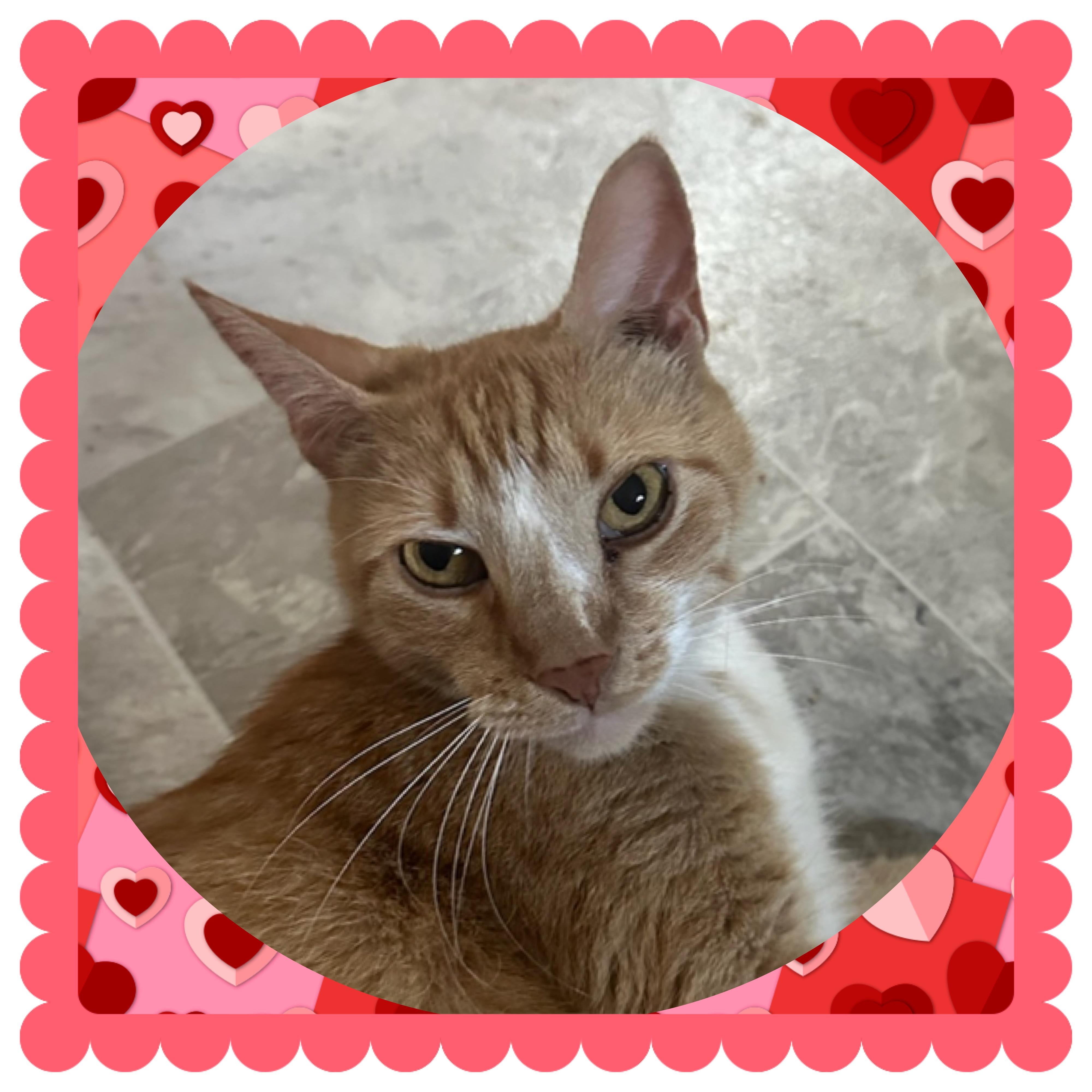 Storm Kitty, a Adoptable Domestic Short Hair in Franklinville, NJ image 2/3