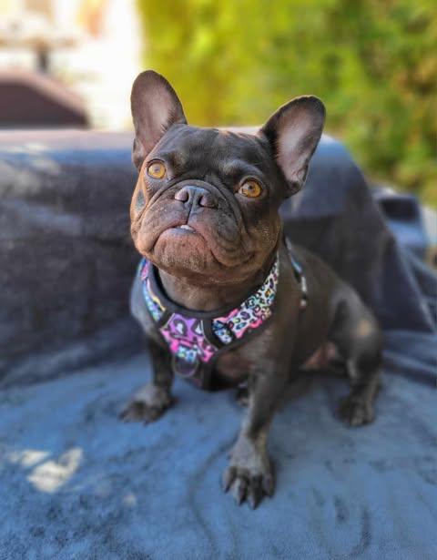 Monroe, ADOPTABLE, Adult Female French Bulldog.