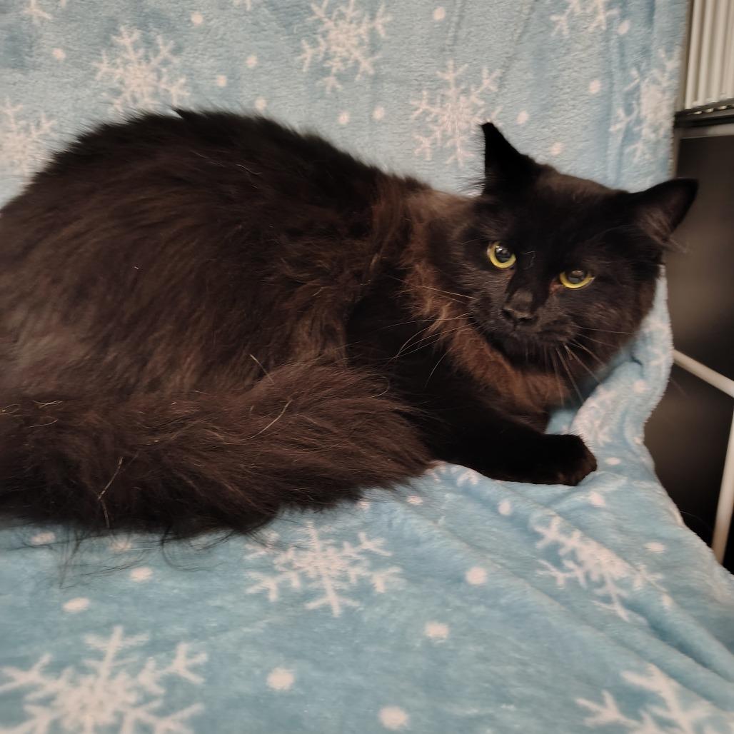 Ghost, a Adoptable Domestic Medium Hair in Coos Bay, OR image 1/4