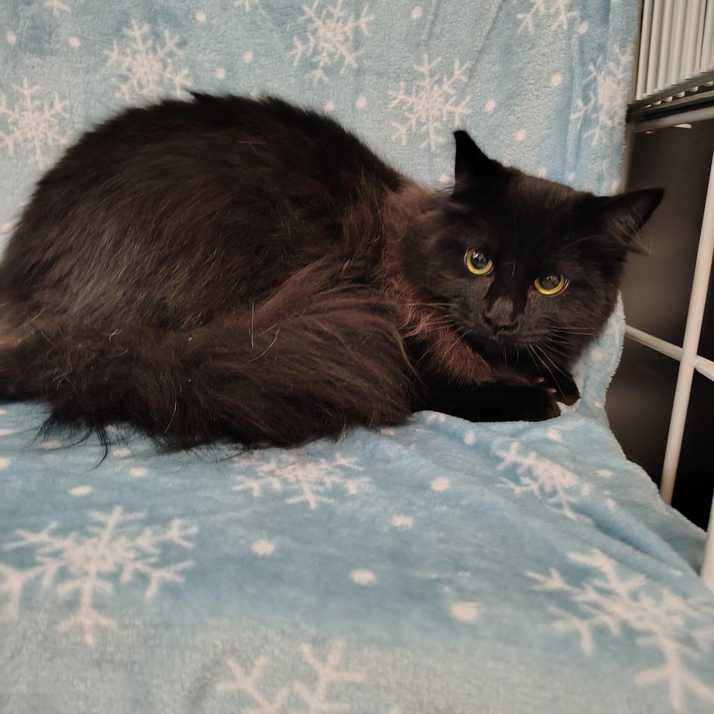 Ghost, a Adoptable Domestic Medium Hair in Coos Bay, OR image 2/4