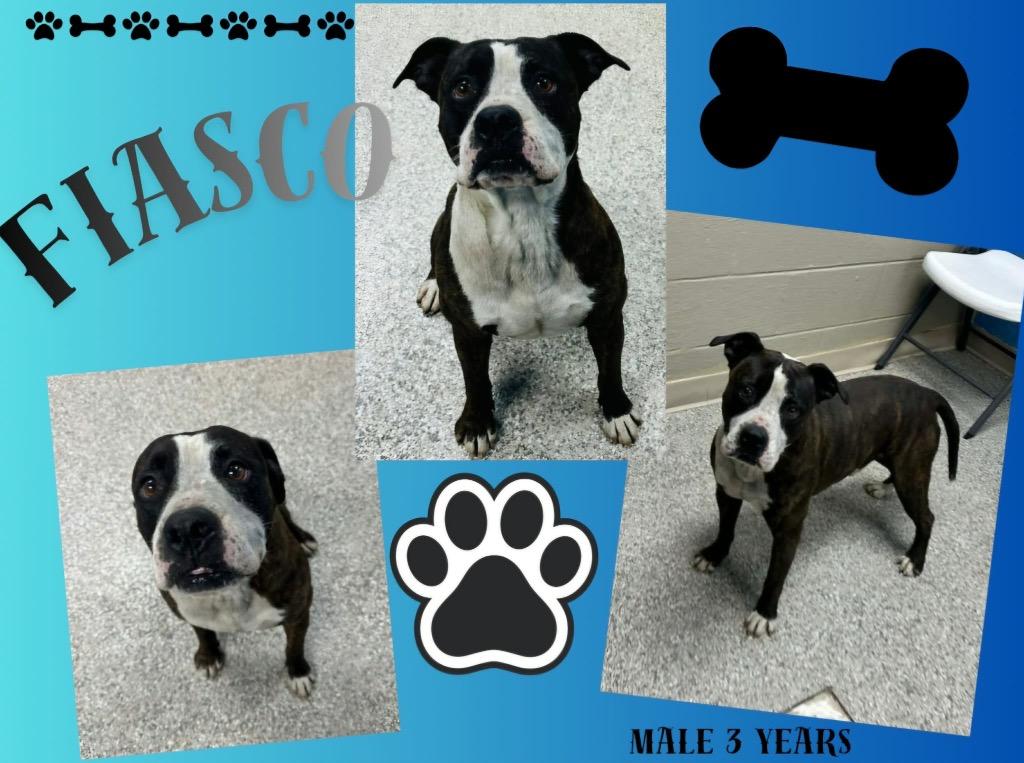 Fiasco, Adoptable, Adult Male Pit Bull Terrier & Mixed Breed.