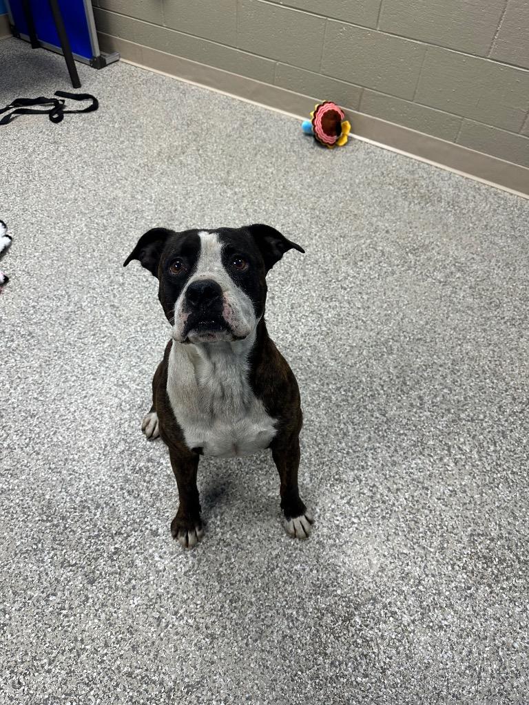 Fiasco, a Adoptable mixed breed in Blountville, TN image 2/2