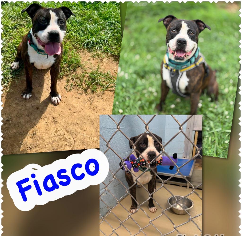 Fiasco, Adoptable, Adult Male Pit Bull Terrier & Mixed Breed.