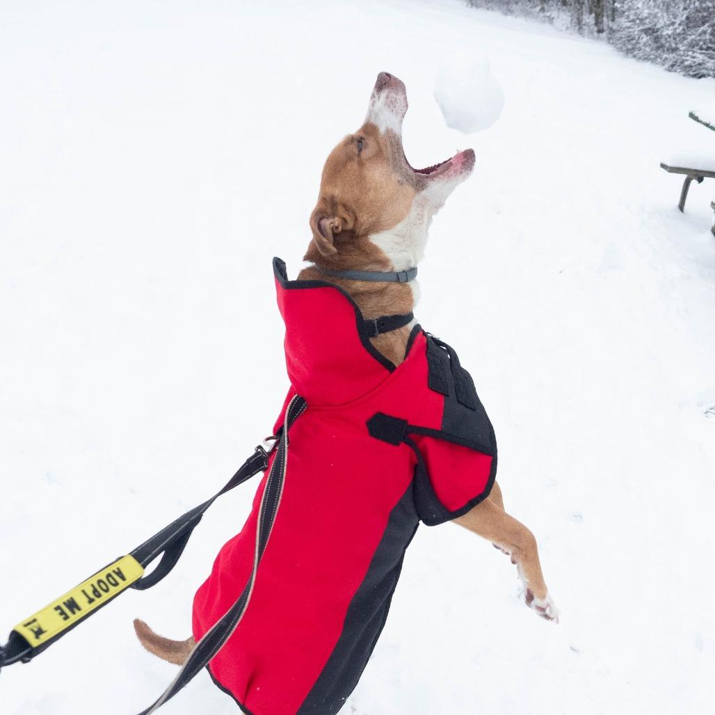 Enlarge Barney, a Adoptable mixed breed in Irwin, PA image 1/6