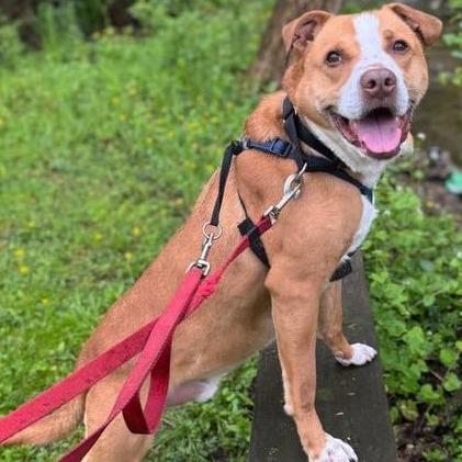 Enlarge Barney, a Adoptable mixed breed in Irwin, PA image 2/6