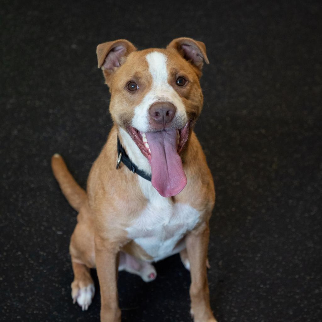 Enlarge Barney, a Adoptable mixed breed in Irwin, PA image 3/6