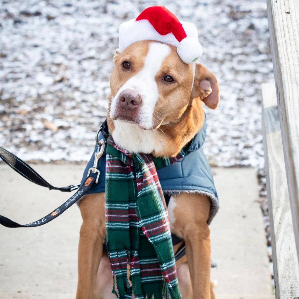 Enlarge Barney, a Adoptable mixed breed in Irwin, PA image 5/6