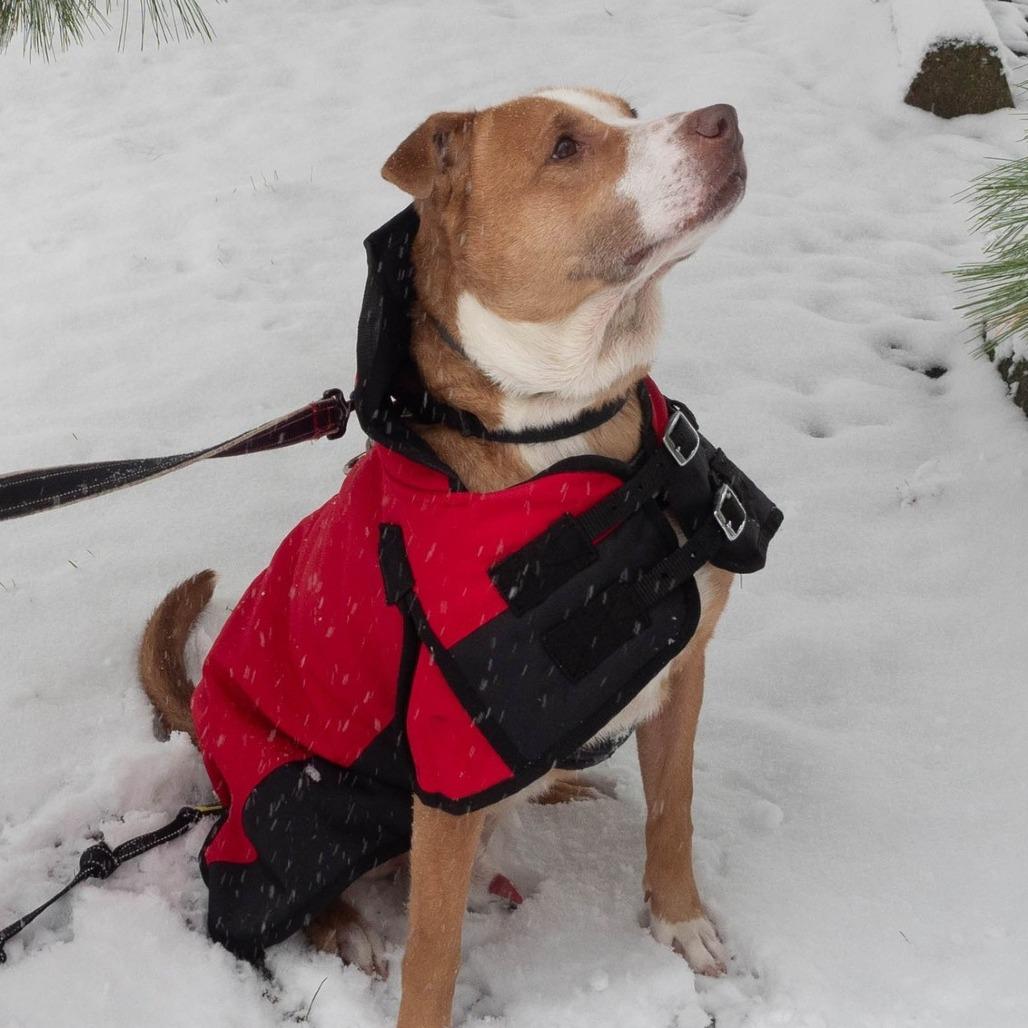 Enlarge Barney, a Adoptable mixed breed in Irwin, PA image 6/6