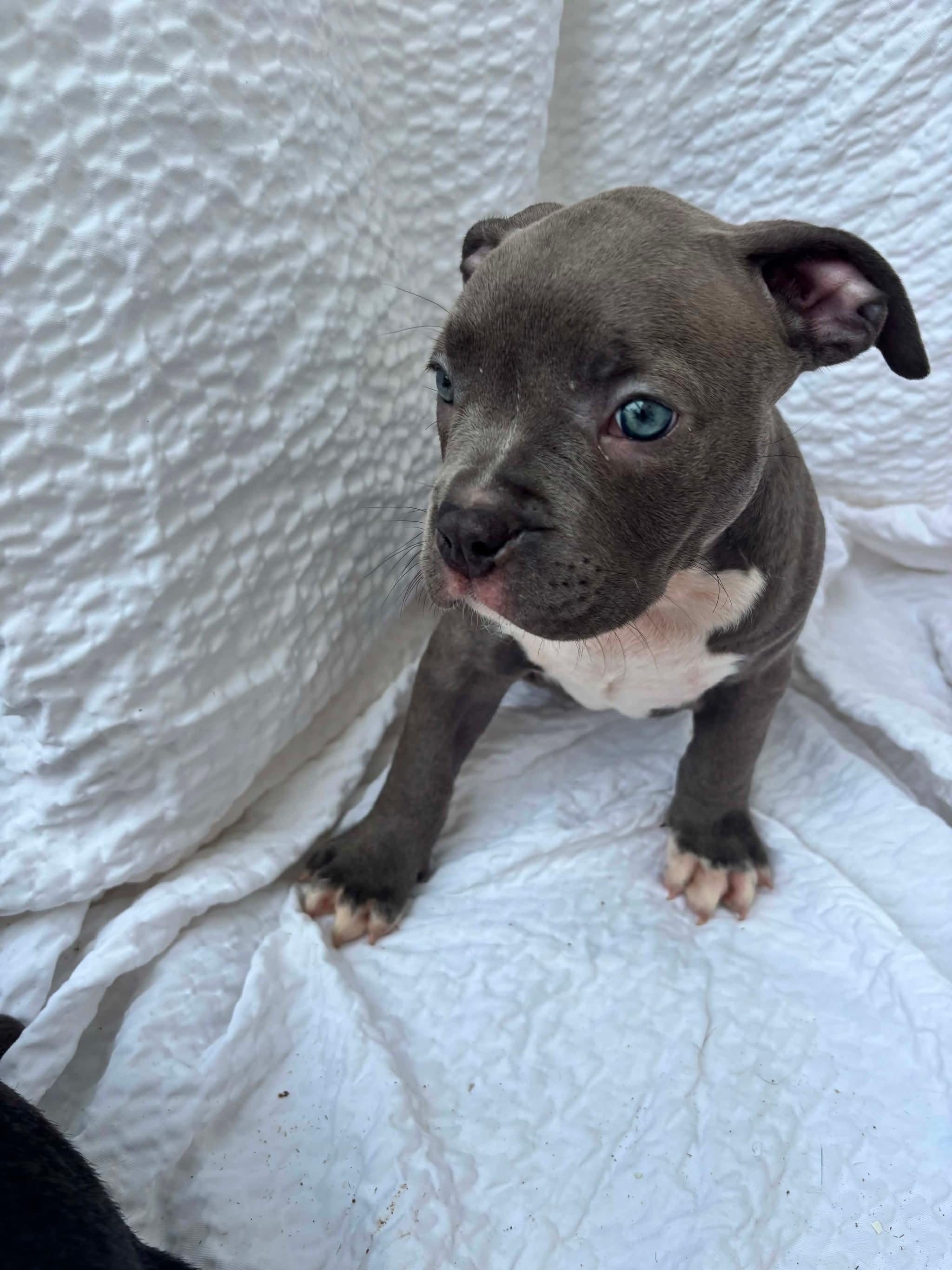 Enlarge Hilly, a ADOPTABLE American Staffordshire Terrier in Grafton, MA image 1/3