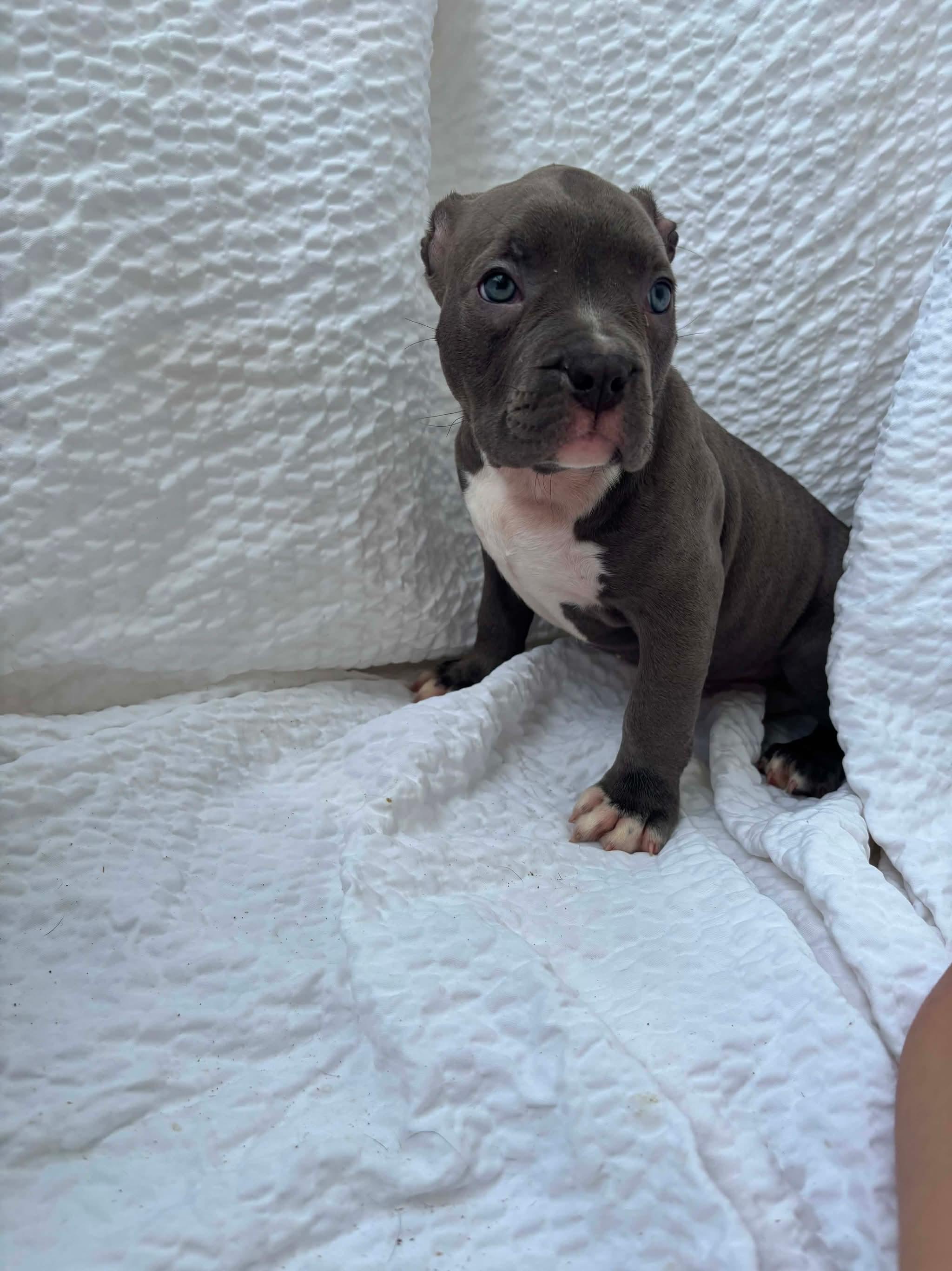 Enlarge Hilly, a ADOPTABLE American Staffordshire Terrier in Grafton, MA image 2/3