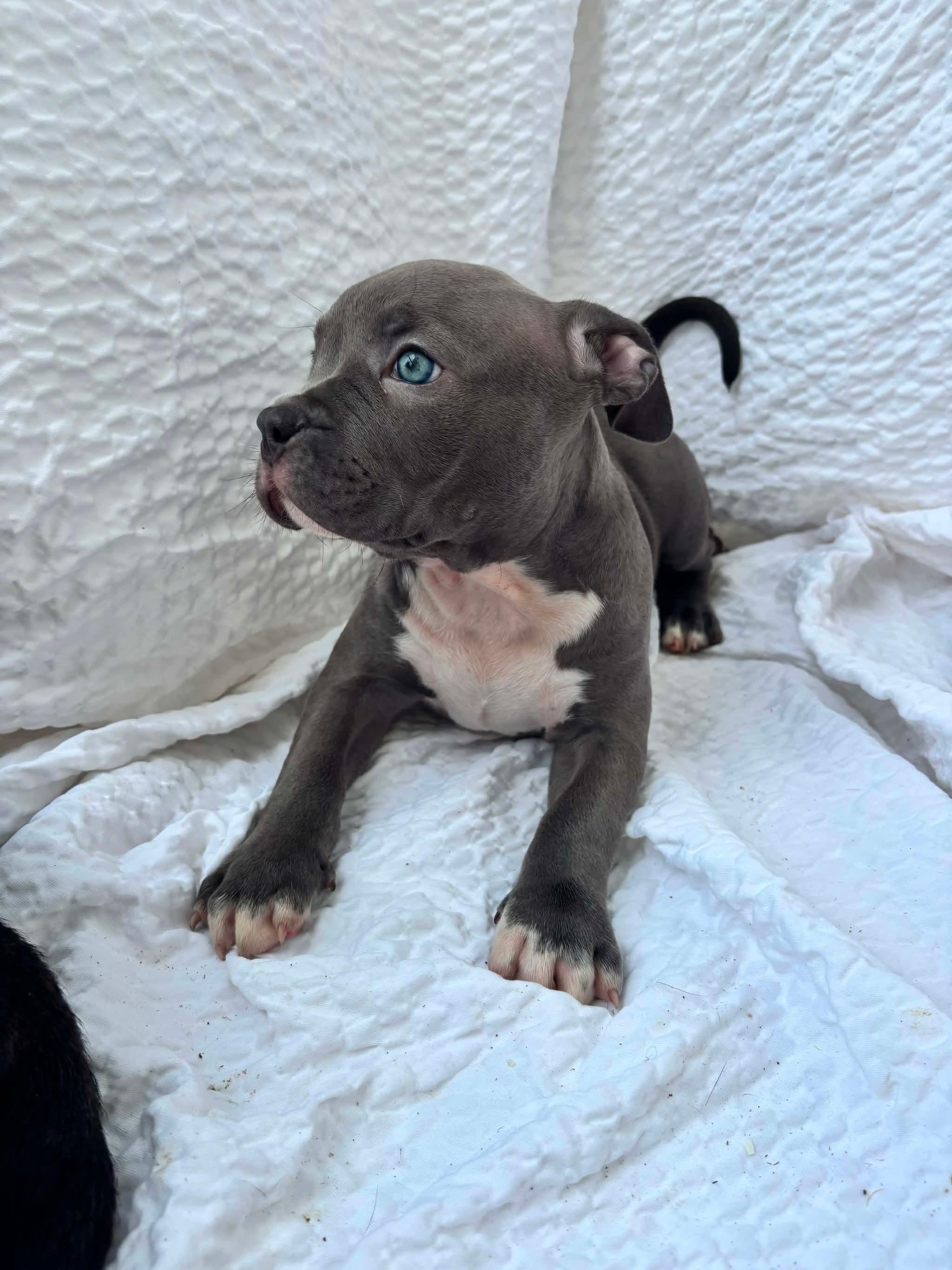 Enlarge Hilly, a ADOPTABLE American Staffordshire Terrier in Grafton, MA image 3/3
