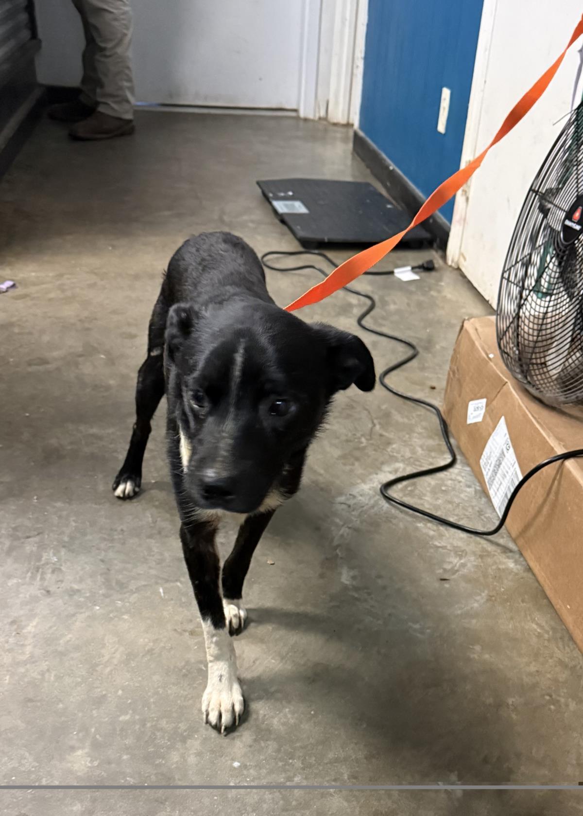 Enlarge Charlie, a Adoptable mixed breed in Ozark, AL image 1/1