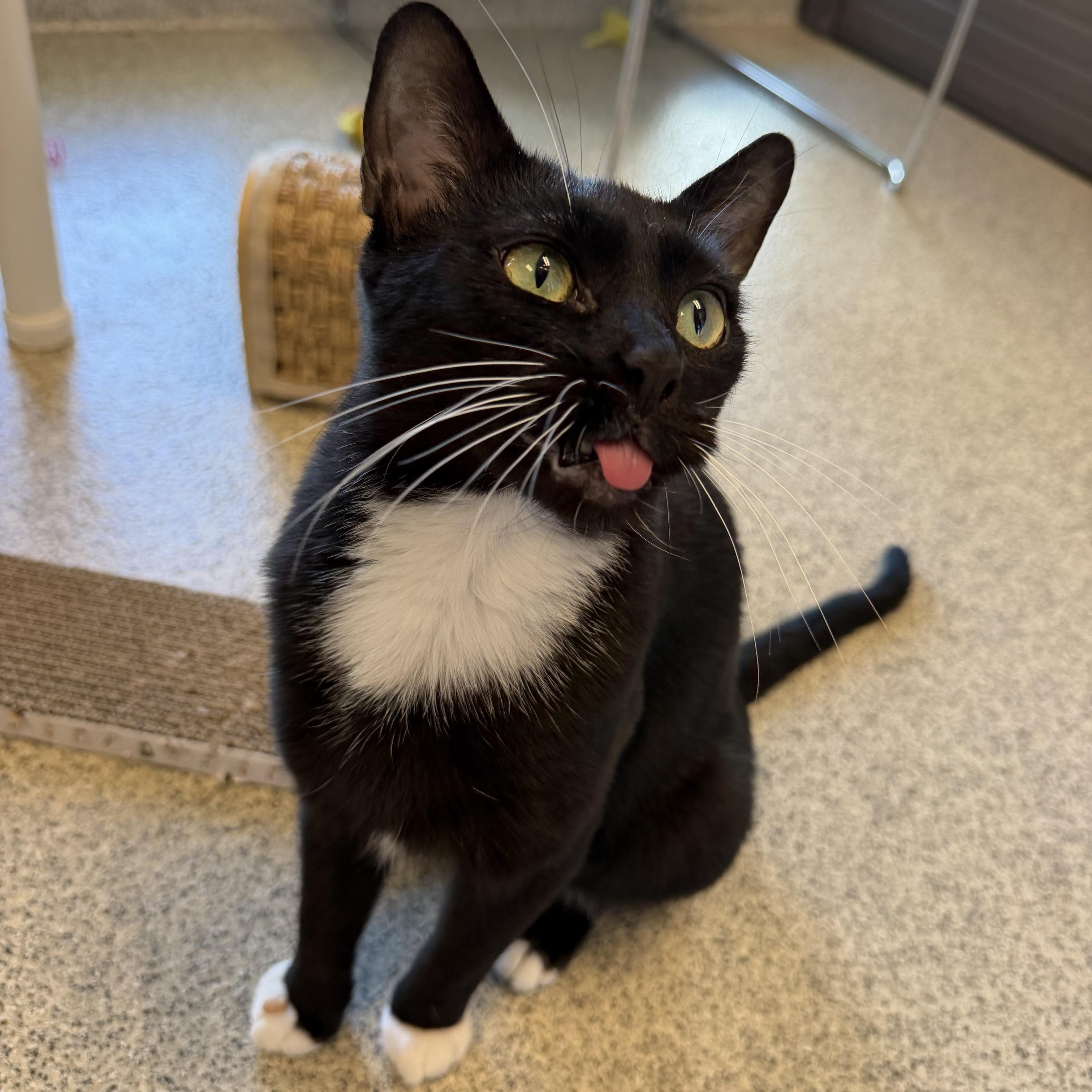 Enlarge Mulan, a Adoptable Domestic Short Hair in Cooperstown, NY image 1/3