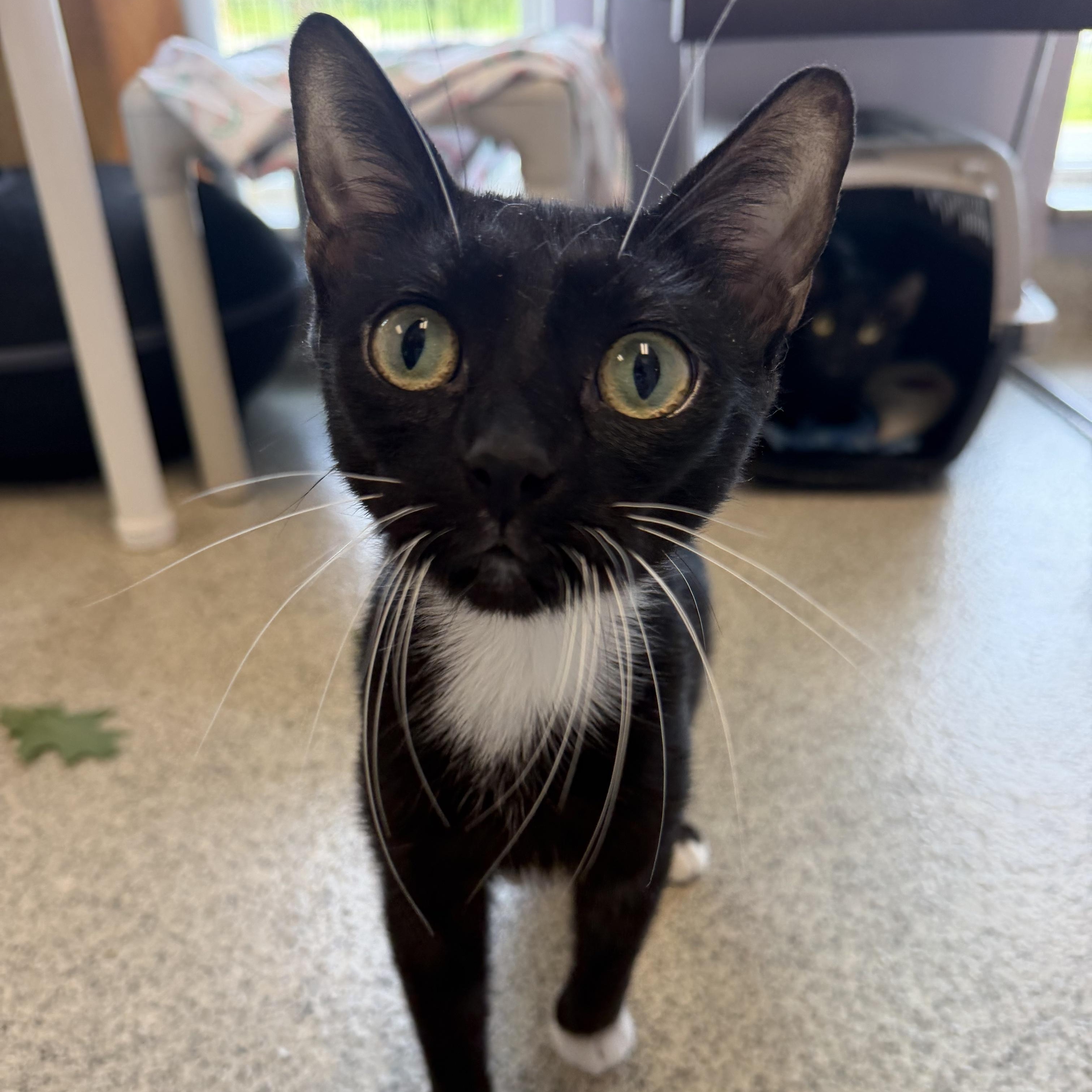Enlarge Mulan, a ADOPTABLE Domestic Short Hair in Cooperstown, NY image 2/2