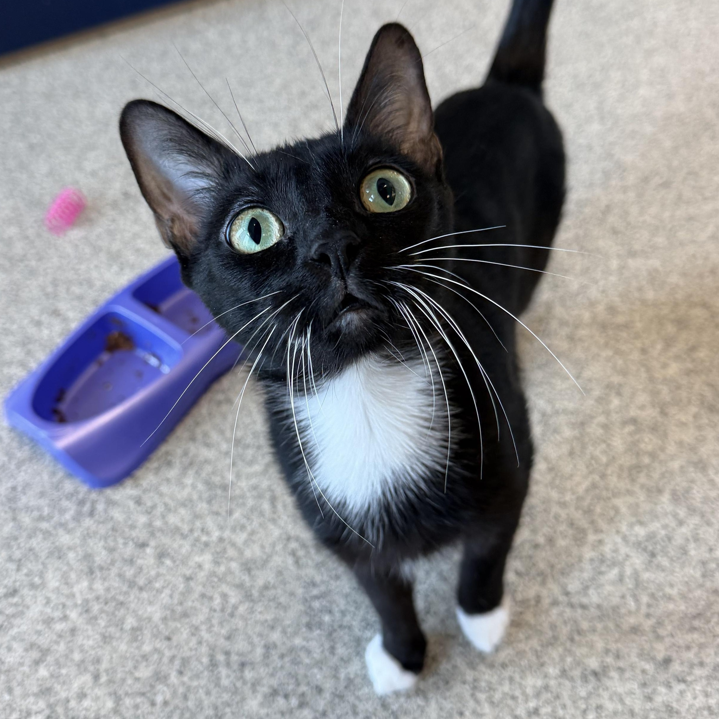 Mulan, ADOPTABLE, Young Female Domestic Short Hair.