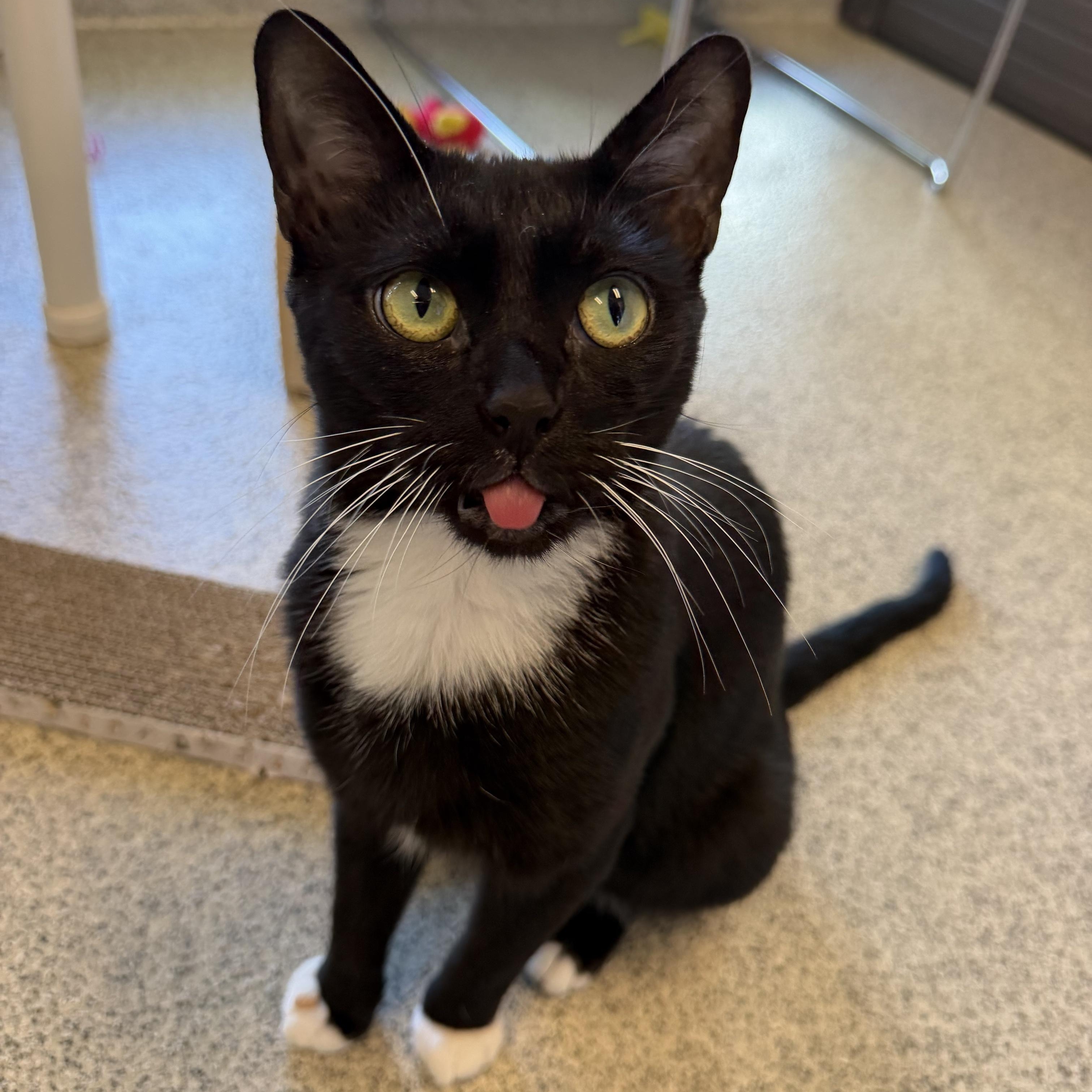 Enlarge Mulan, a Adoptable Domestic Short Hair in Cooperstown, NY image 2/3
