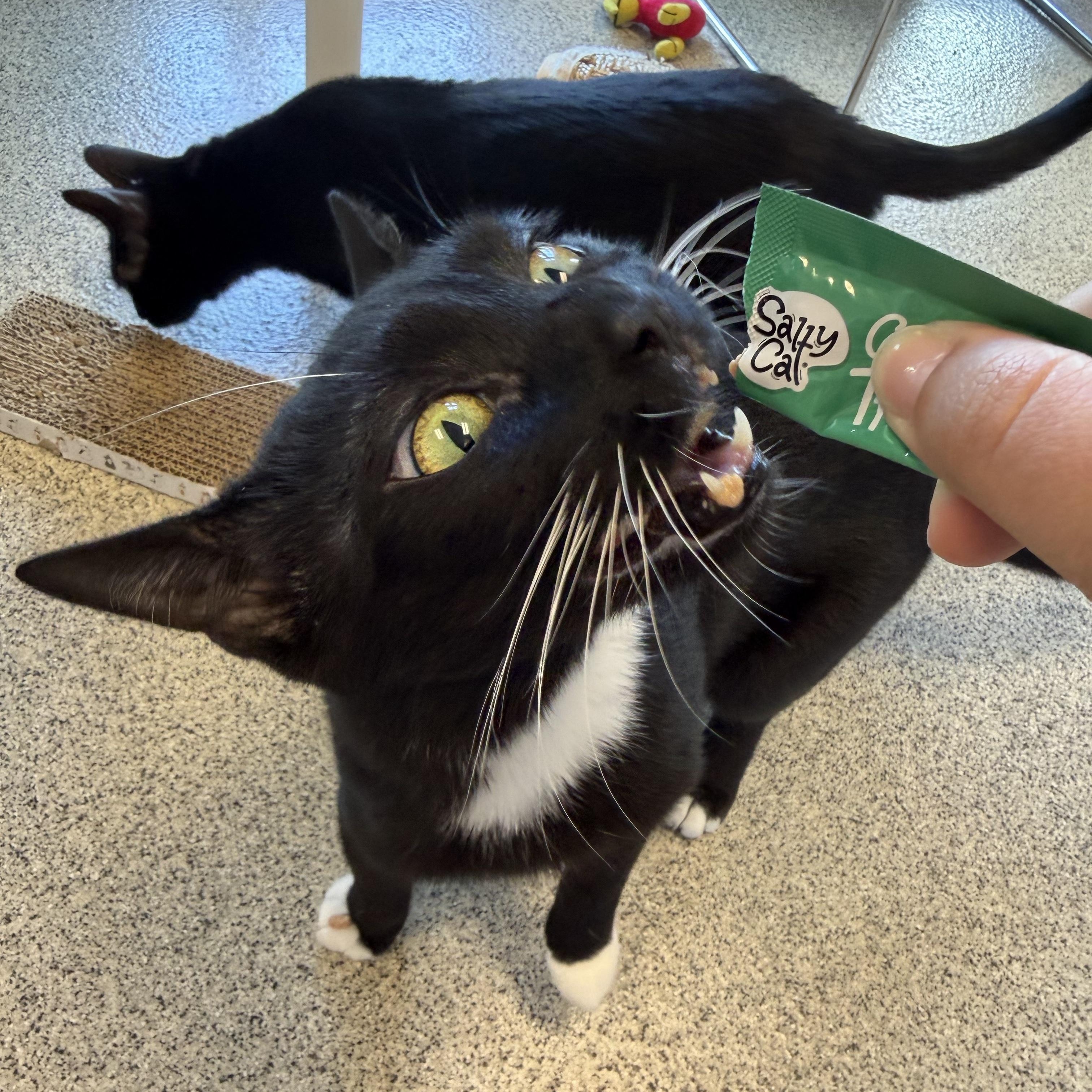 Enlarge Mulan, a Adoptable Domestic Short Hair in Cooperstown, NY image 3/3