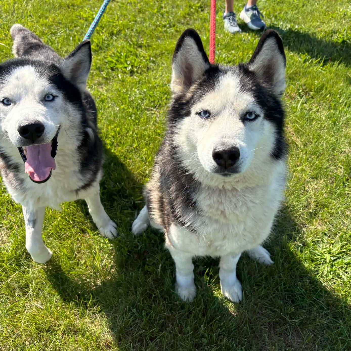 Sherlock, a ADOPTABLE mixed breed in Normal, IL image 6/6