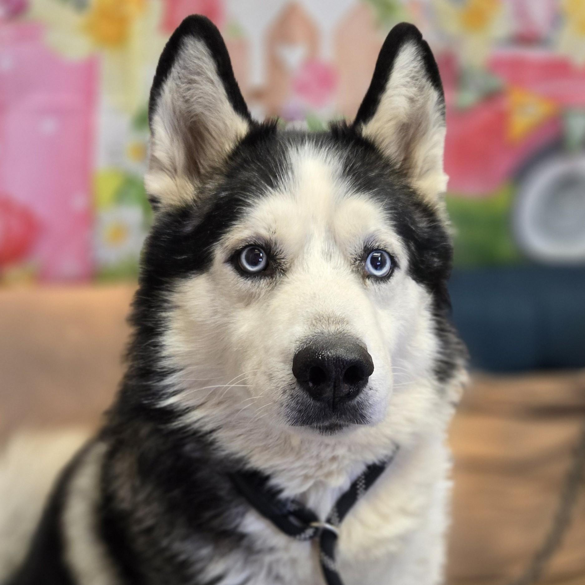Sherlock, a ADOPTABLE mixed breed in Normal, IL image 2/6
