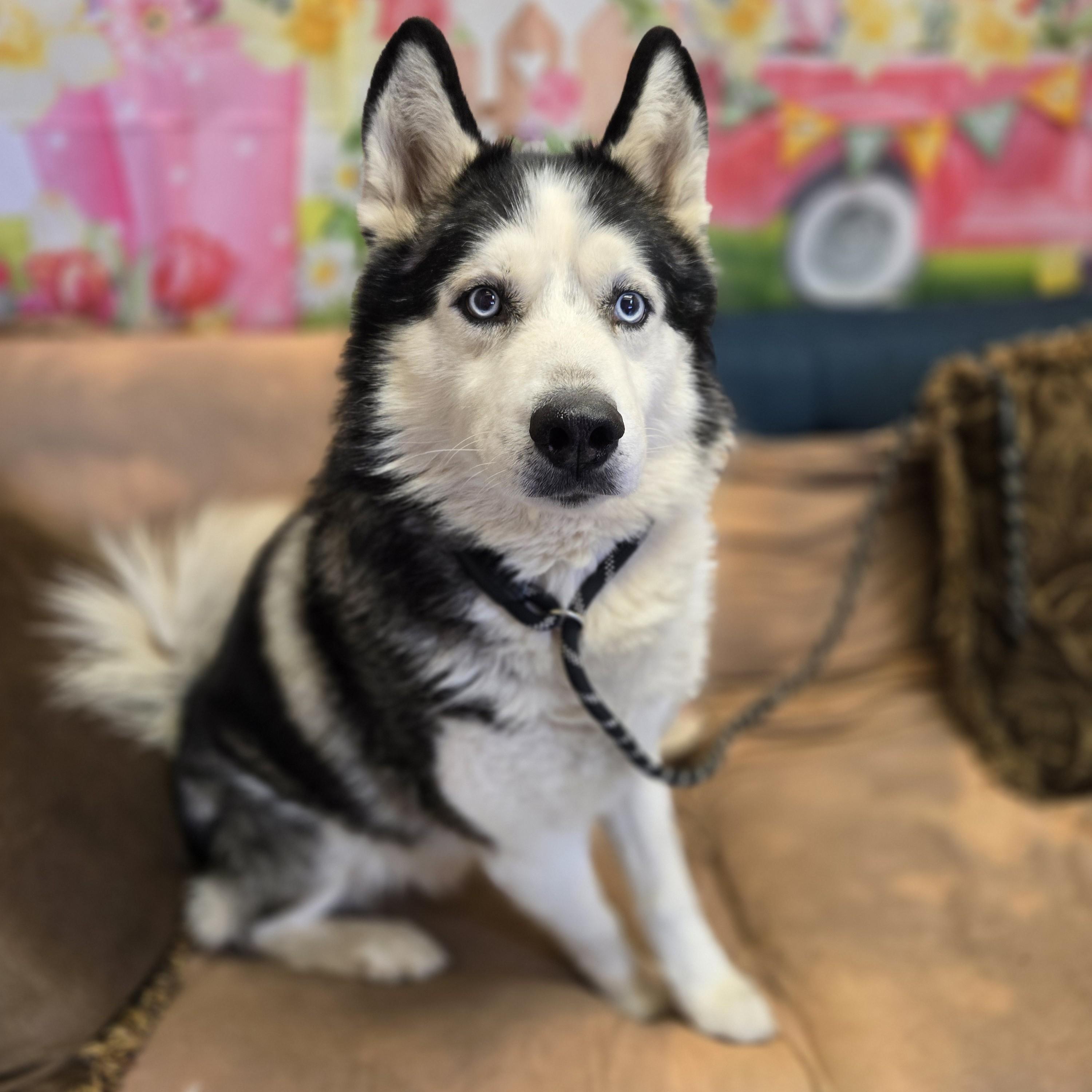 Sherlock, a ADOPTABLE mixed breed in Normal, IL image 5/6