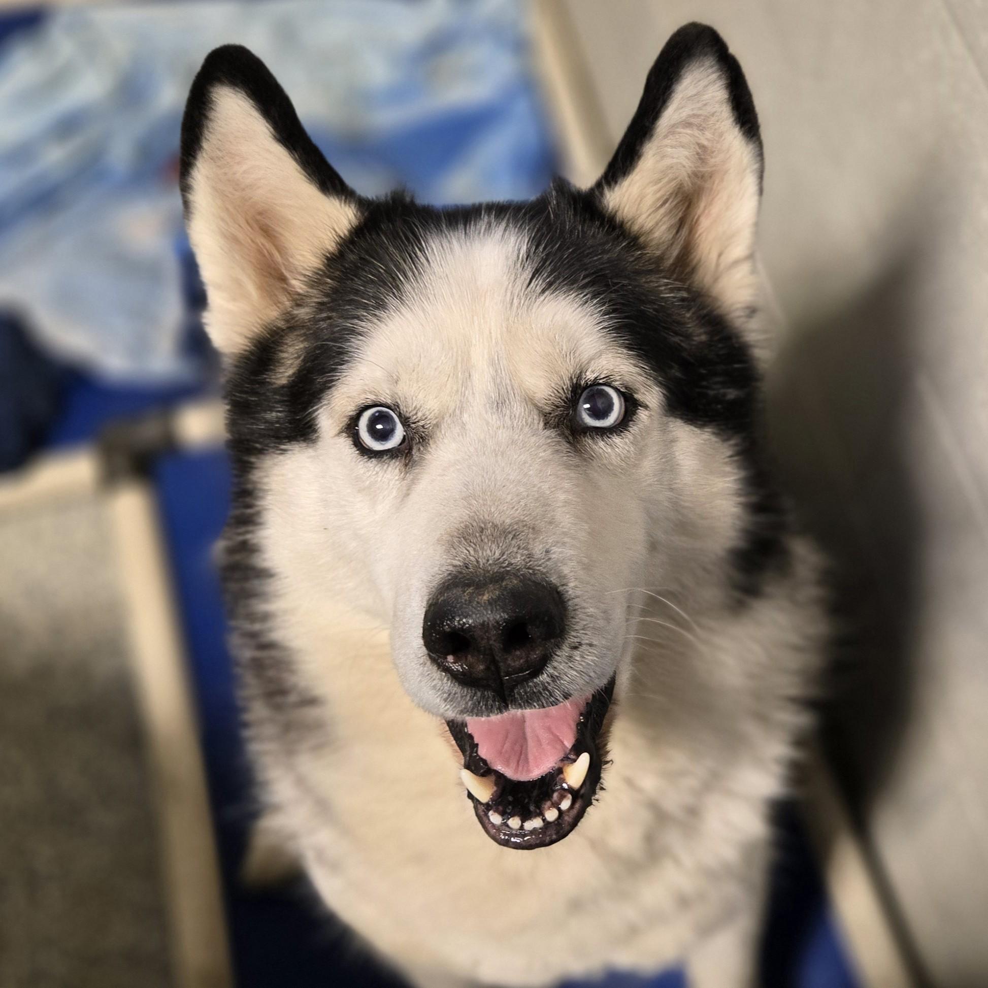 Sherlock, a ADOPTABLE mixed breed in Normal, IL image 3/6