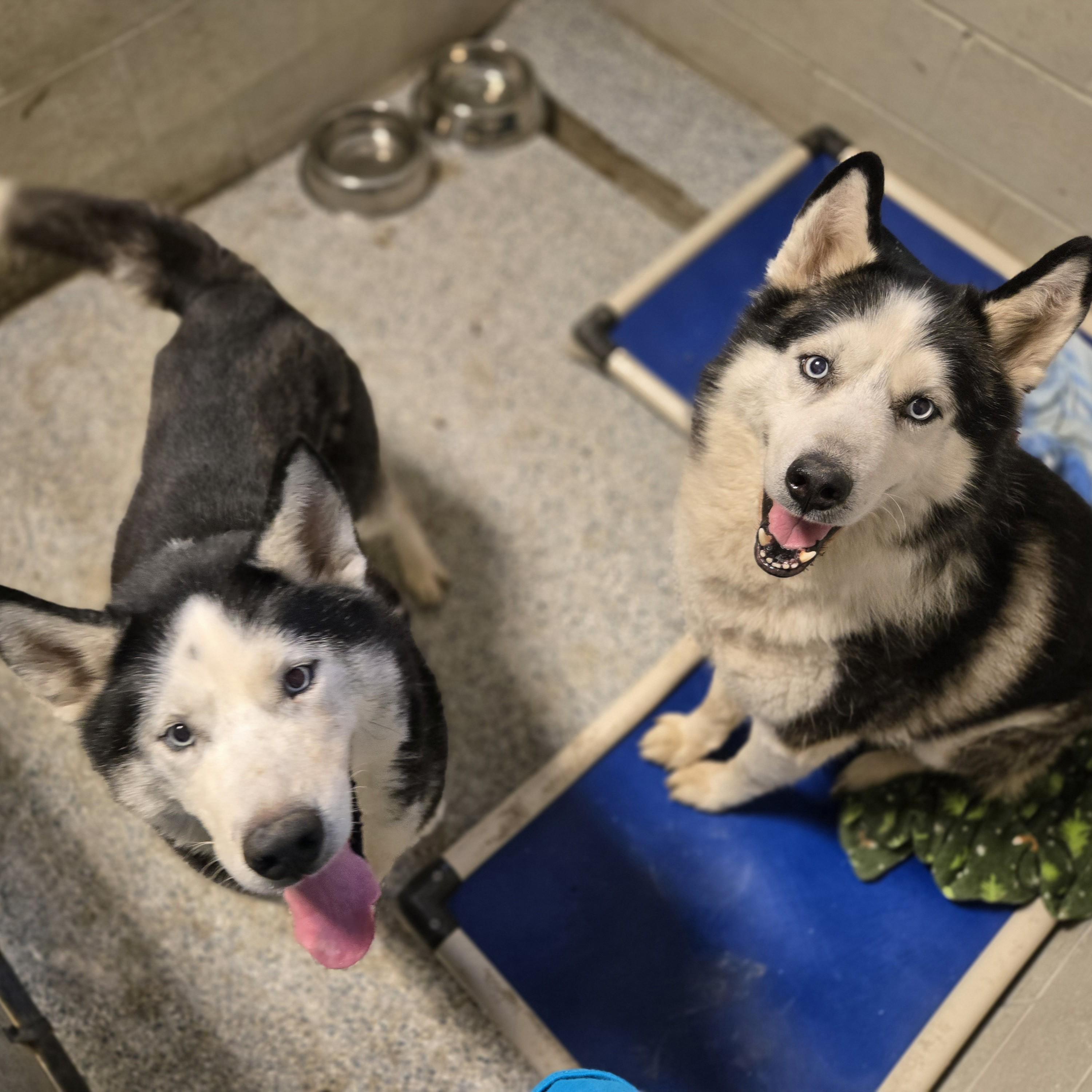 Sherlock, a ADOPTABLE mixed breed in Normal, IL image 4/6