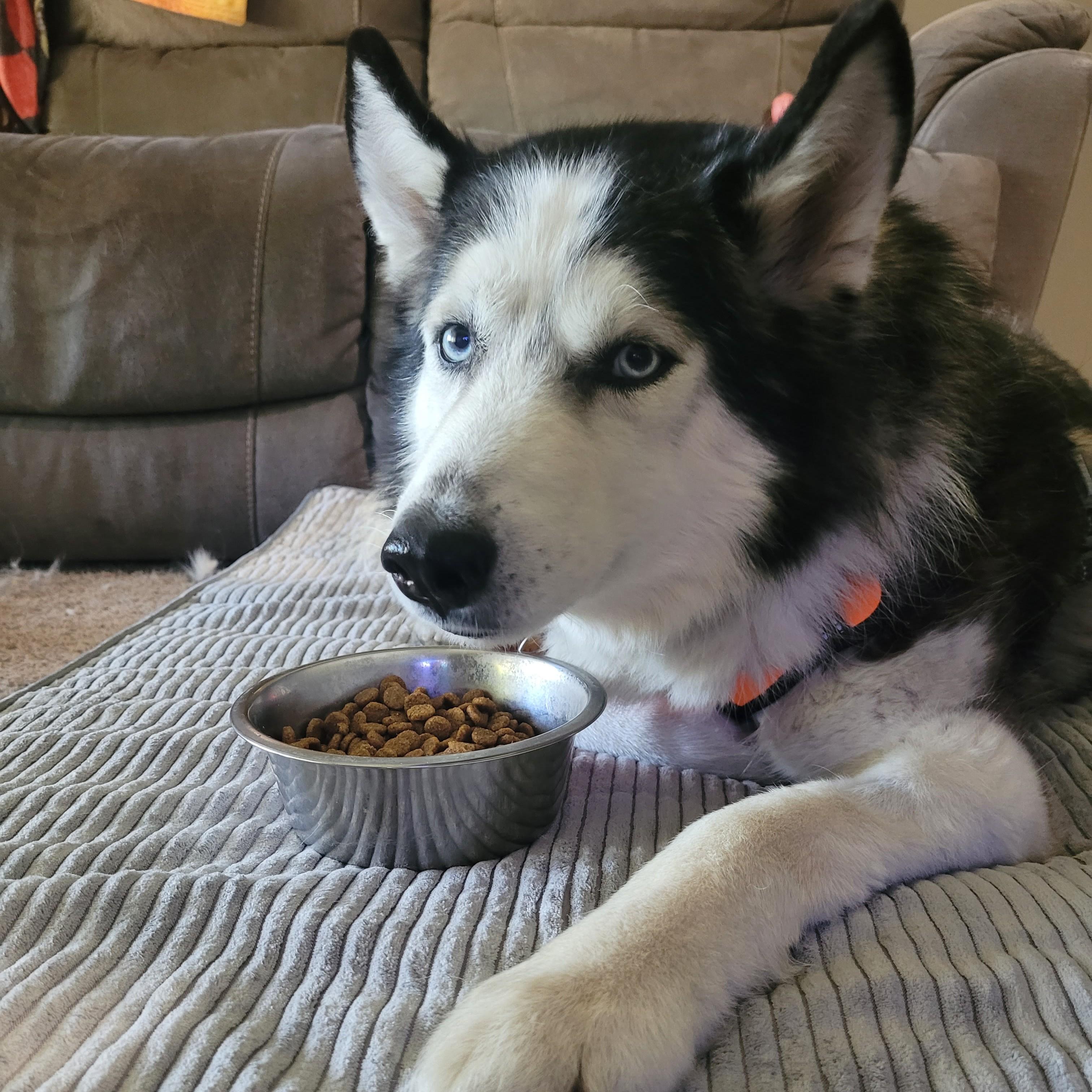 Sherlock, a ADOPTABLE mixed breed in Normal, IL image 6/6