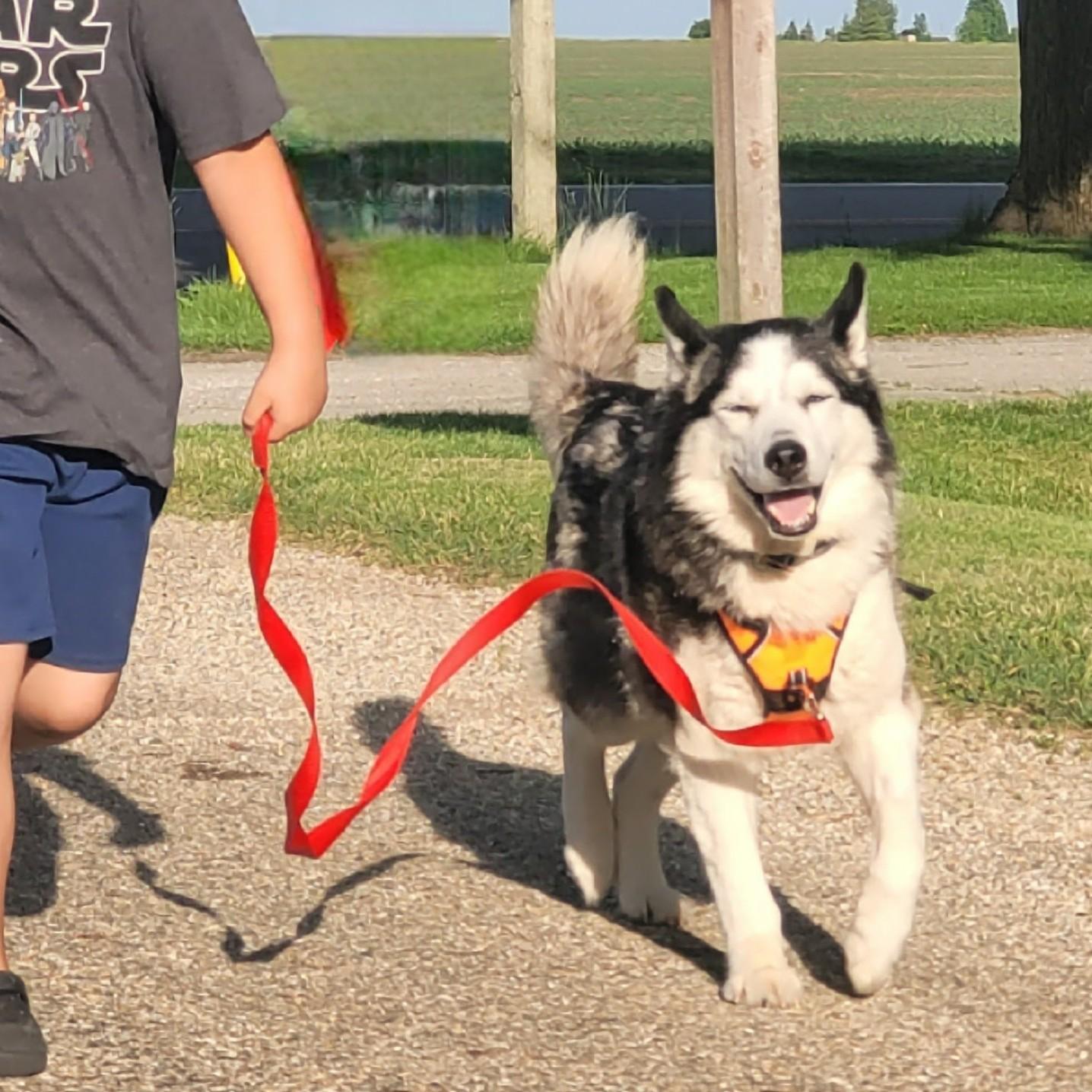 Sherlock, a ADOPTABLE mixed breed in Normal, IL image 5/6